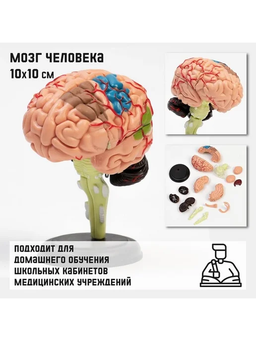 Образовательный разборный макет мозга, вариант, фото 3