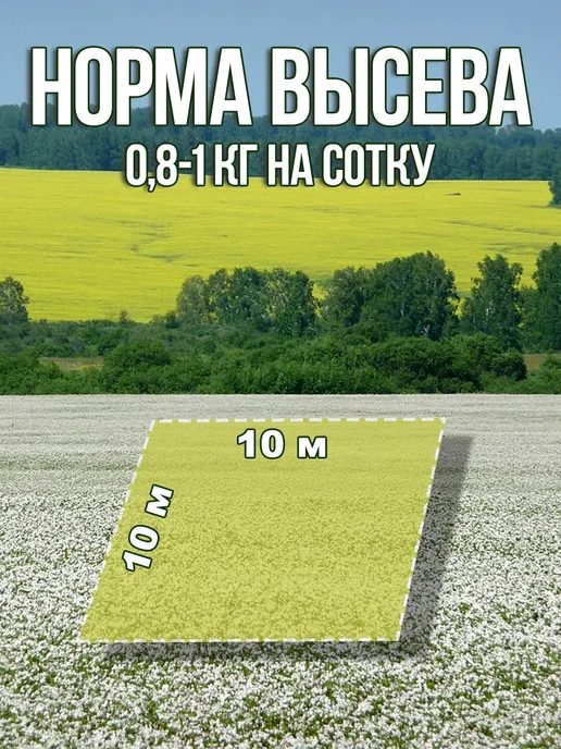 Dtim Семена донник белый 1кг, 1 кг, фото 2