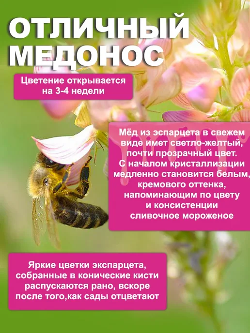 Dtim Эспарцет семена 3кг, 1 кг, фото 3