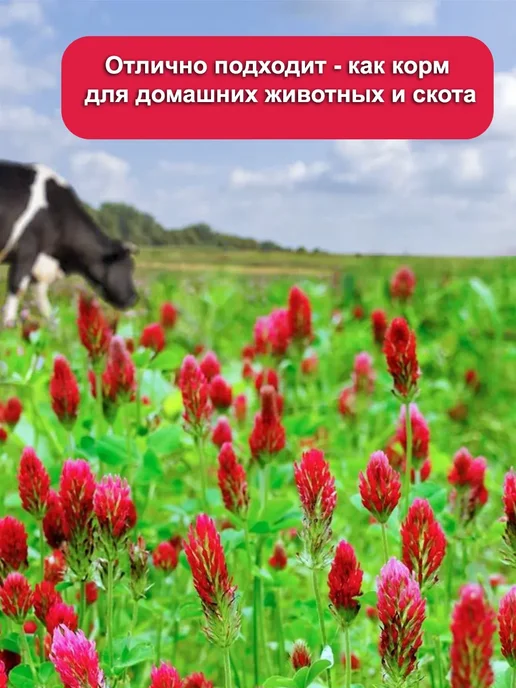 Dtim Клевер красный семена 500гр, 500 г, фото 2