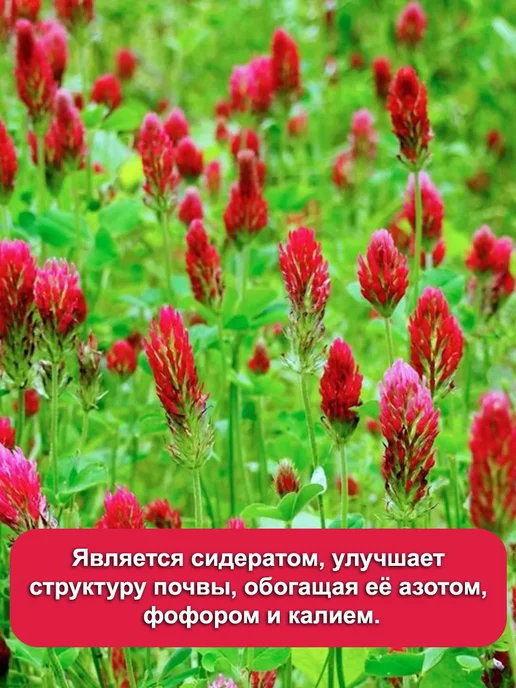 Dtim Клевер красный семена 500гр, 500 г, фото 3