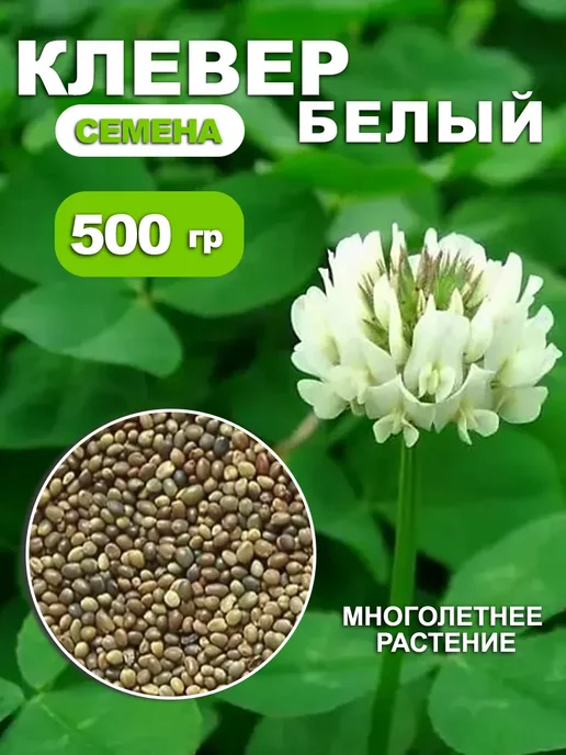 Dtim Клевер белый семена 500гр, 500 г