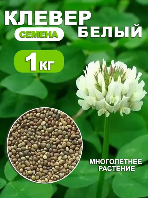 Dtim Клевер белый семена 1 кг, 1 кг