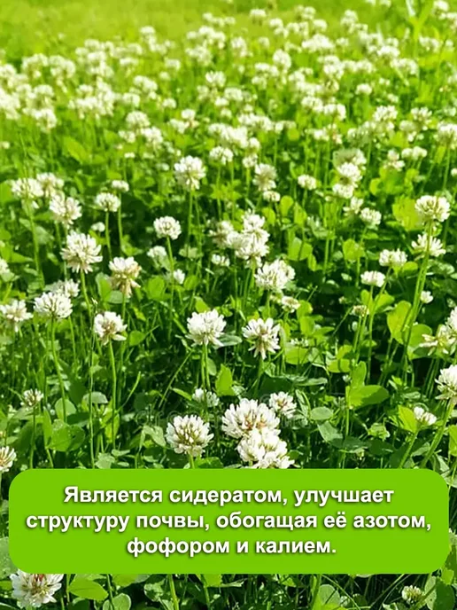 Dtim Клевер белый семена 1 кг, 1 кг, фото 2