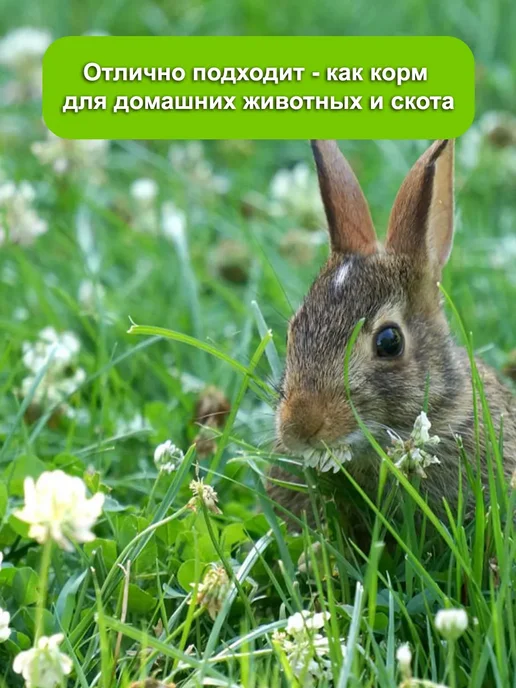 Dtim Клевер белый семена 1 кг, 1 кг, фото 3
