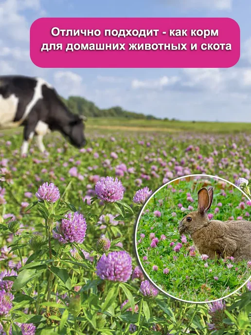 Dtim Клевер розовый семена 1 кг, 1 кг, фото 2