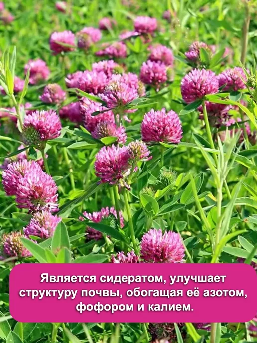 Dtim Клевер розовый семена 1 кг, 3 кг, фото 3