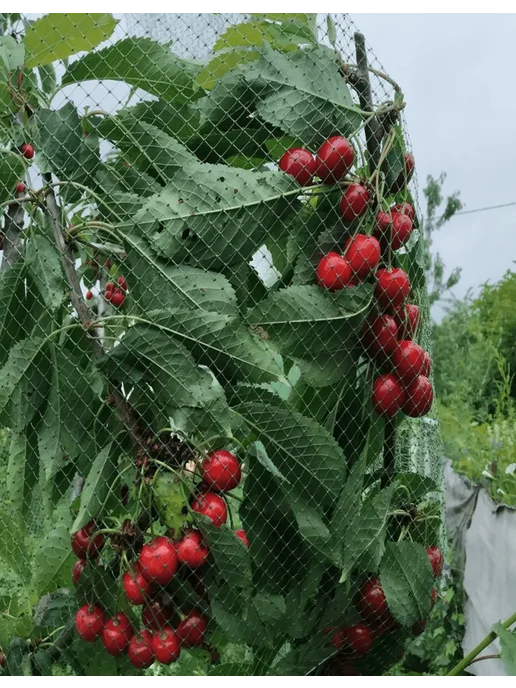PROTENT Сетка от птиц садовая 2х10, прочная пластиковая для клубники, 2x10, фото 5