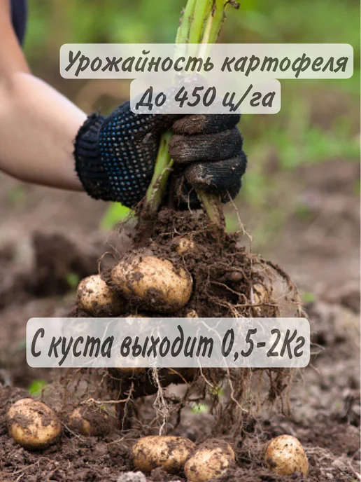 Крымский Картофель Картофель Семенной Адретта на посадку, коричневый, фото 2