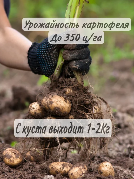 Крымский Картофель Семенной Картофель Вега, коричневый, фото 2