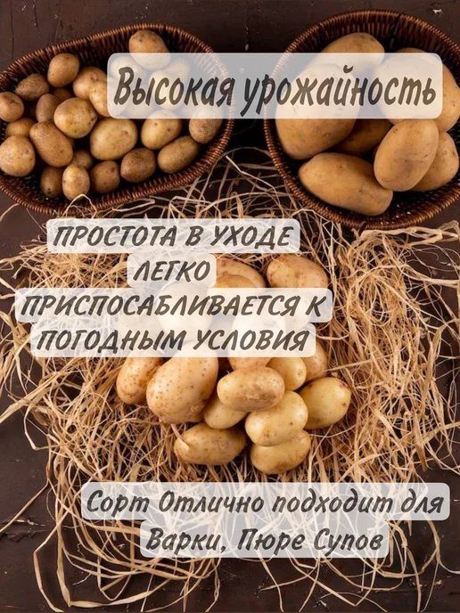 Крымский Картофель Семенной Картофель Вега, коричневый, фото 3