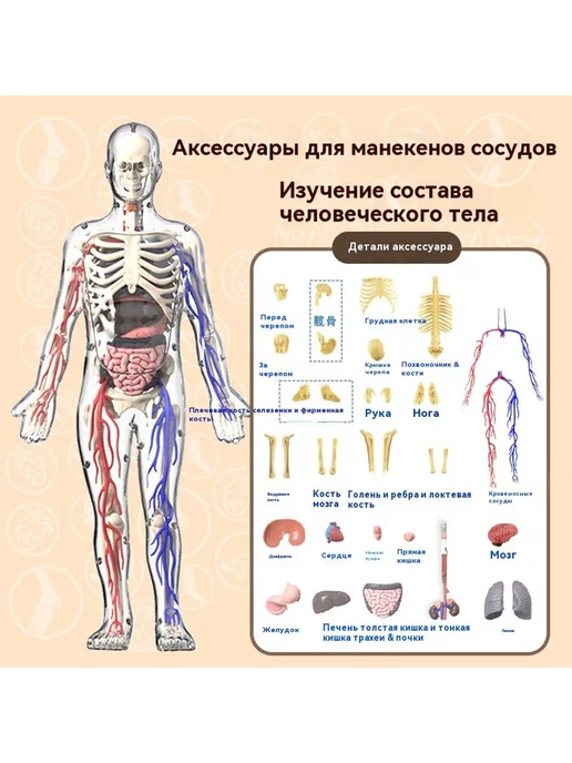 Медицинская анатомия 3D скелет модель, вариант