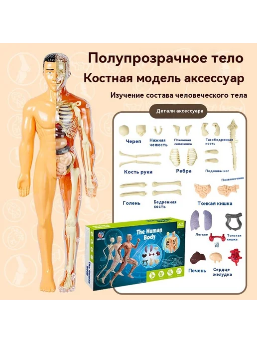 Медицинская анатомия 3D скелет модель, вариант, фото 3