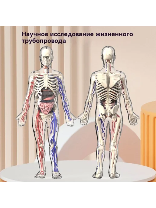 Медицинская анатомия 3D скелет модель, вариант, фото 4