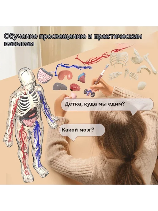 Медицинская анатомия 3D скелет модель, вариант, фото 5