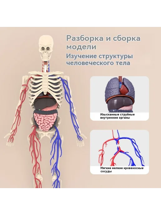 Медицинская анатомия 3D скелет модель, вариант, фото 6