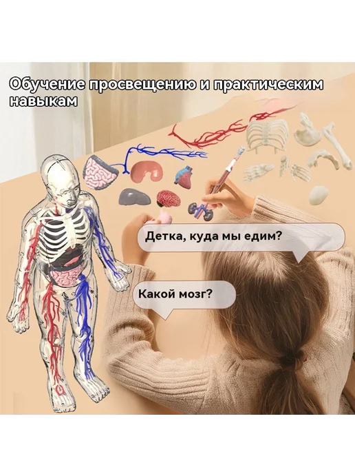 Медицинская анатомия 3D скелет модель, вариант, фото 9