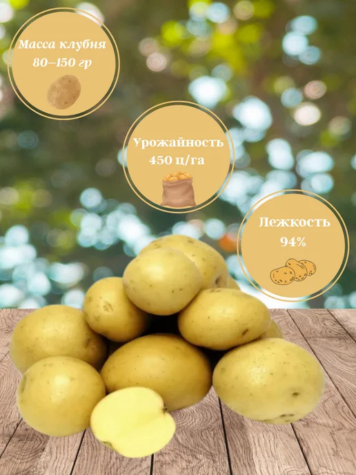 Картофель семенной Джувел, 0.5кг, 500 г, фото 2