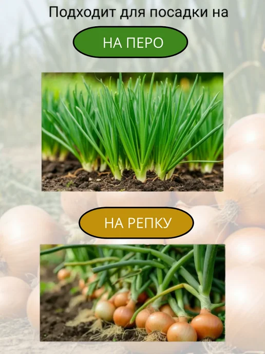 перо да репка Лук севок на посадку Геркулес 0.5 кг, 0,5 кг, фото 2