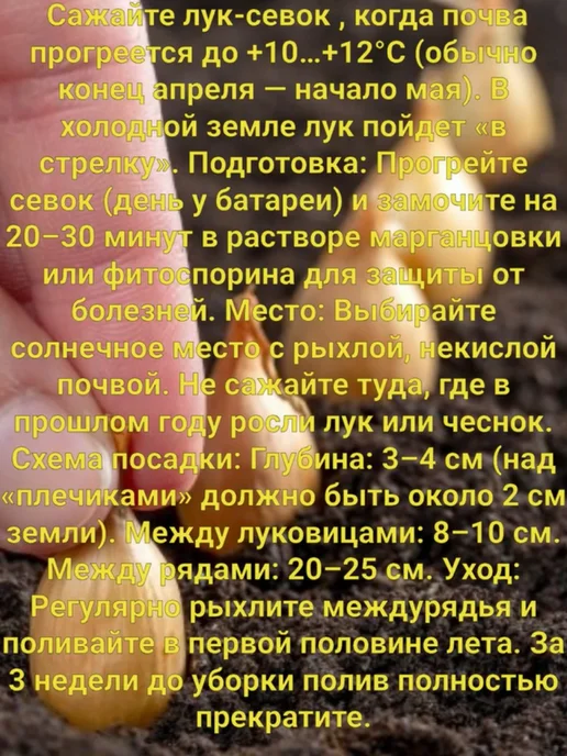 перо да репка Лук севок на посадку Геркулес 0.5 кг, 0,5 кг, фото 3