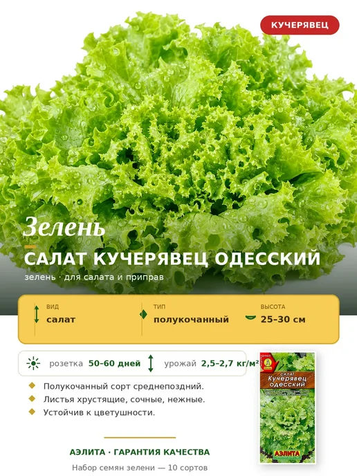 Агрофирма АЭЛИТА Семена зелени для сада и балкона, зеленый, фото 4