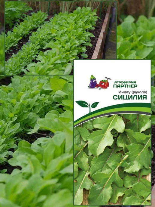 Агрофирма Партнер Семена руколы Сицилия, Грация, 2 шт, фото 4
