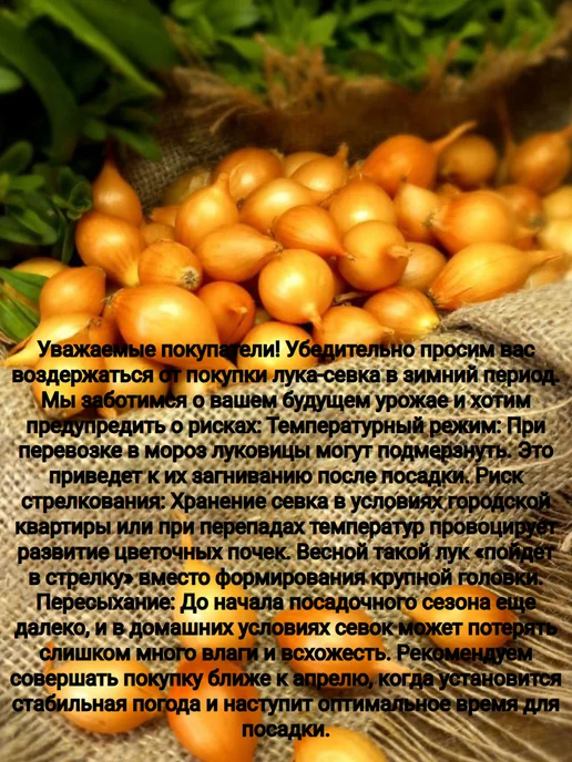 урожай в корзине Лук севок на посадку Кампилло 0.5 кг, 500 г, фото 3