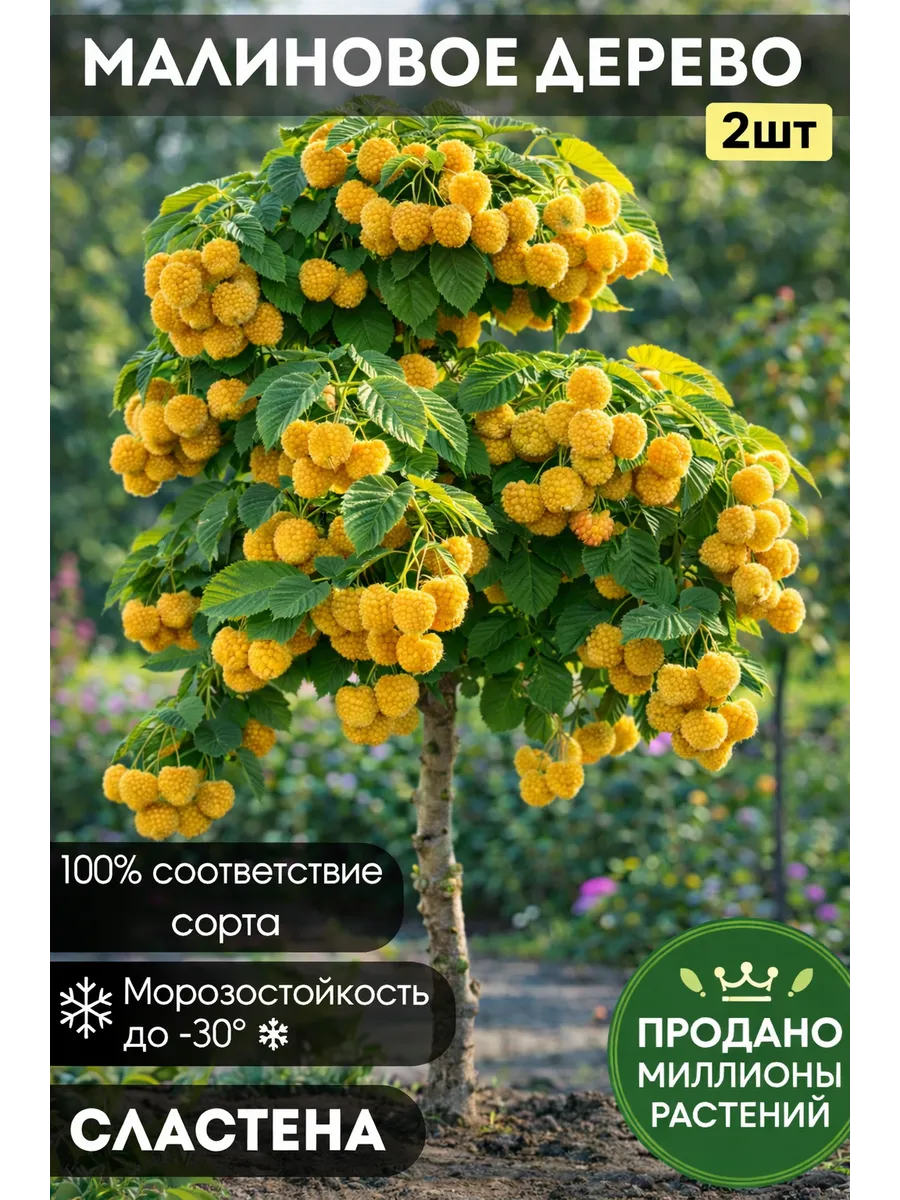 Саженец малиновое дерево Сластена 2шт