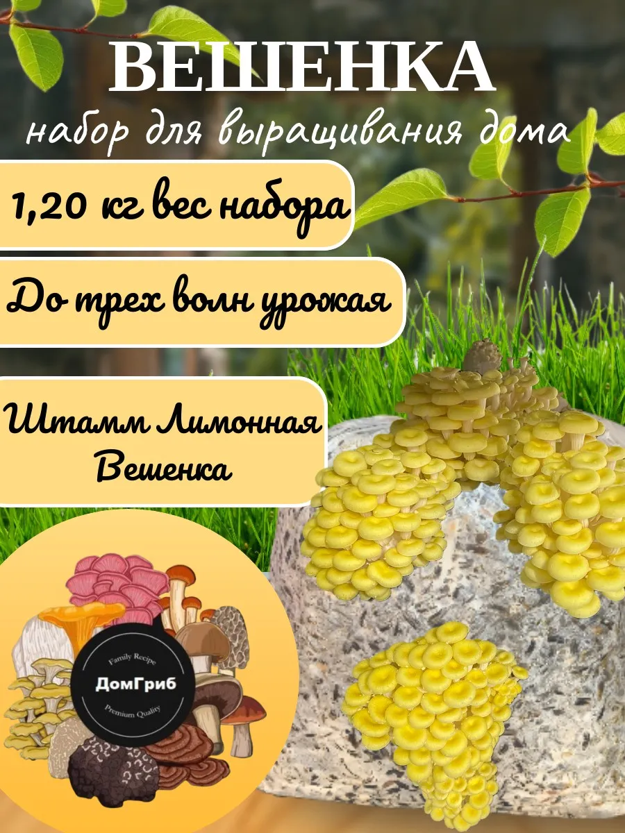 Набор для выращивания грибов штамм Лимонная вешенка