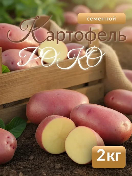 Картофель 21 Семенной картофель на посадку Роко 5 кг, 2 кг, фото 2