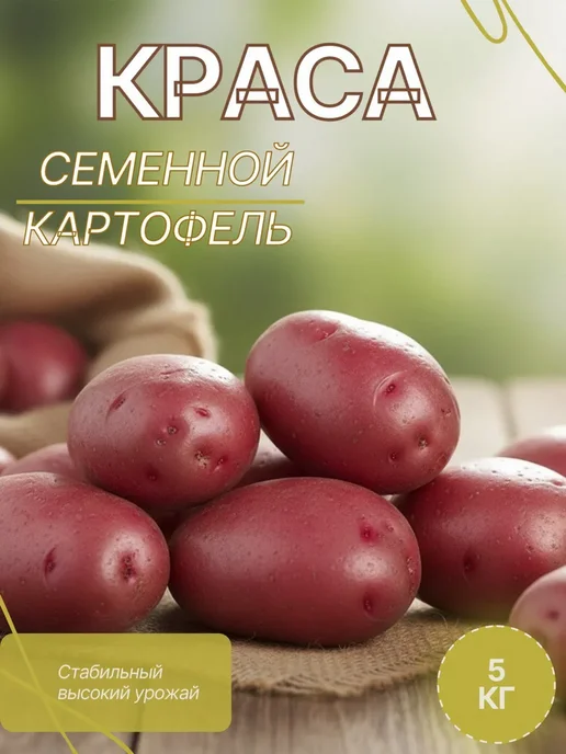 Картофель 21 Семенной картофель на посадку Краса 2 кг, 5 кг, фото 2