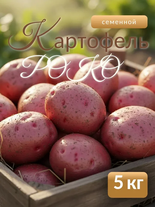Семенной картофель на посадку Роко 5 кг, 5 кг, фото 3
