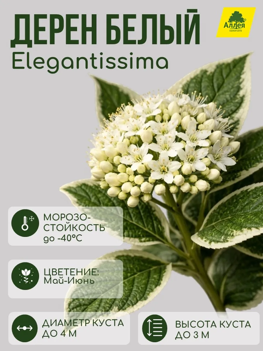 Дерен белый Elegantissima