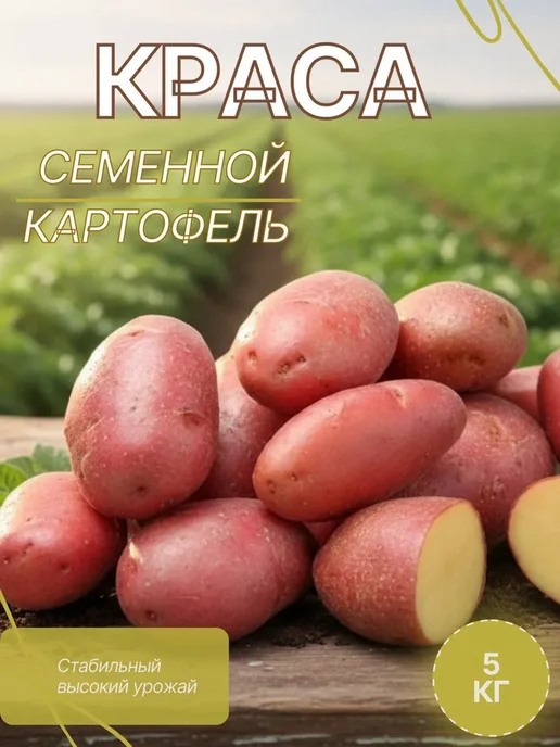 Семенной картофель на посадку Краса 5 кг, 5 кг, краса, фото 3