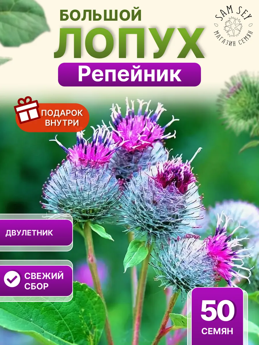 Семена Лопух большой - 50шт