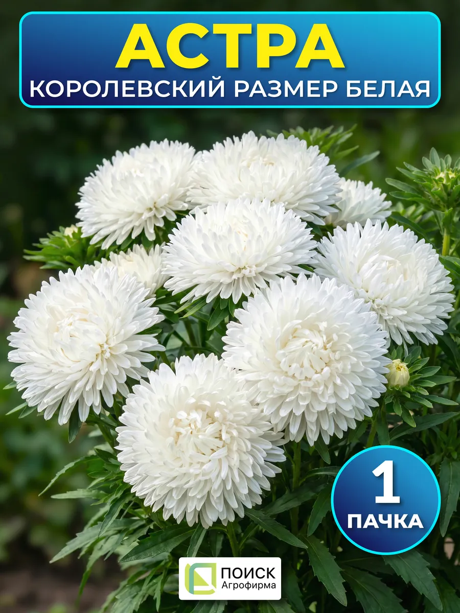 Семена астры королевский размер Белая