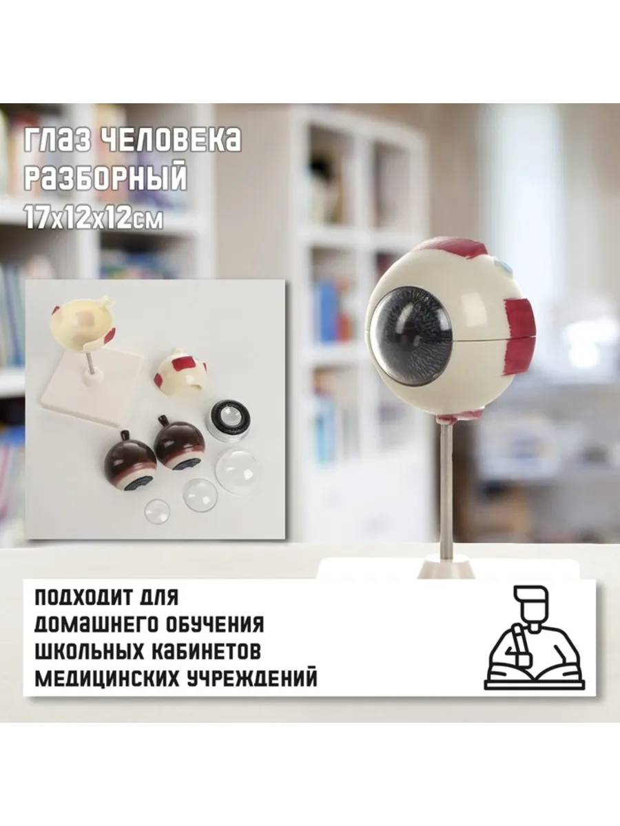 Анатомическая модель глаза человека, разборная 17х12 см