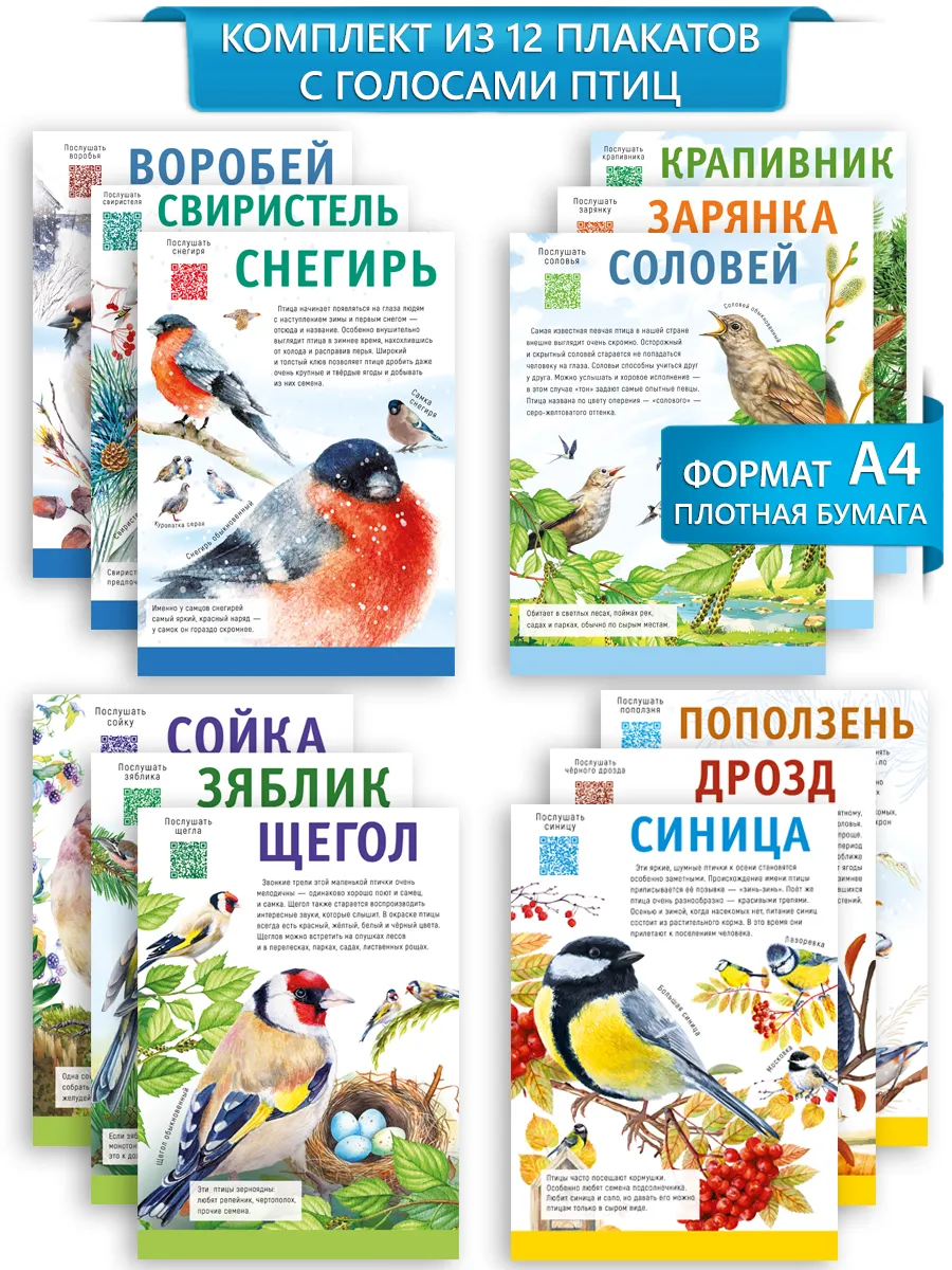 плакаты на стену птицы России уголок природы в детском саду
