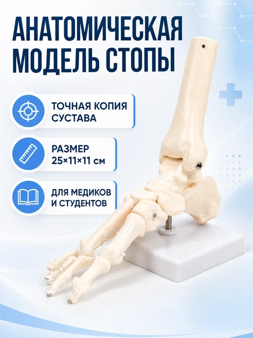 Сималенд Анатомическая модель голеностопного сустава, вариант