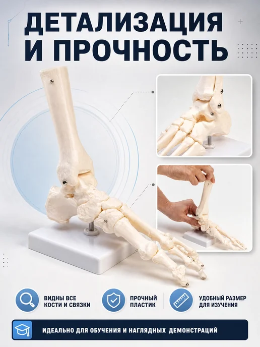 Сималенд Анатомическая модель голеностопного сустава, вариант, фото 2