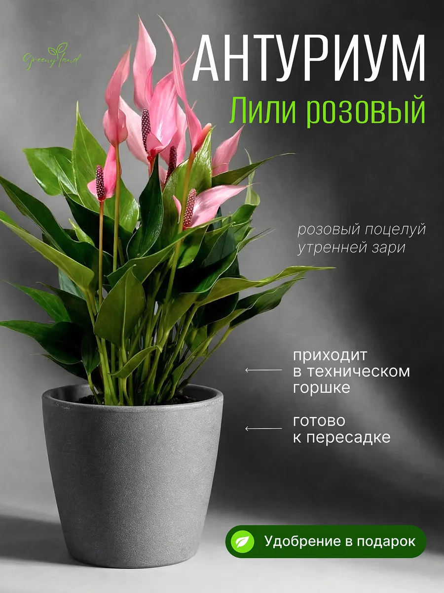 Антуриум Лили живое комнатное растение в горшке
