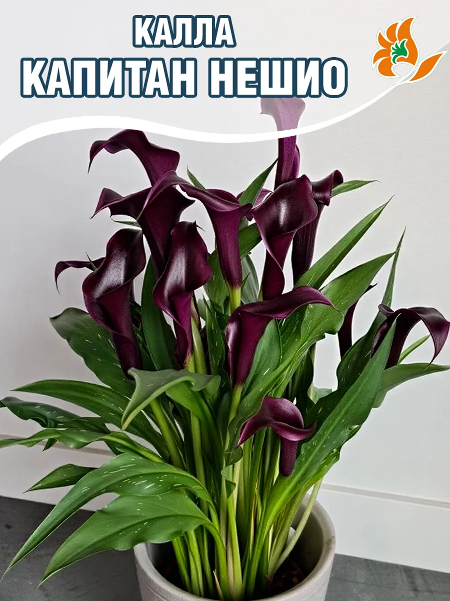 Каллы луковицы садовые многолетние Капитан Нешио
