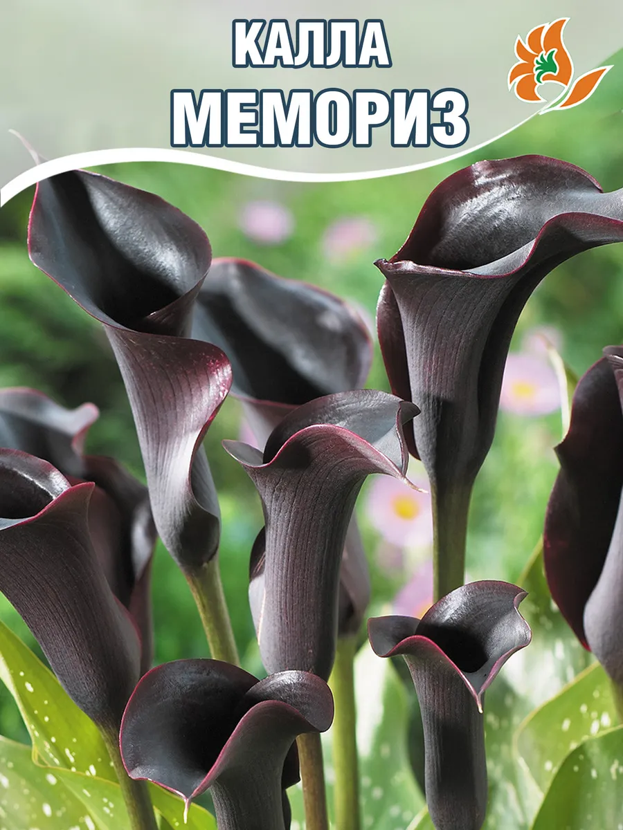 Каллы луковицы садовые многолетние Мемориз