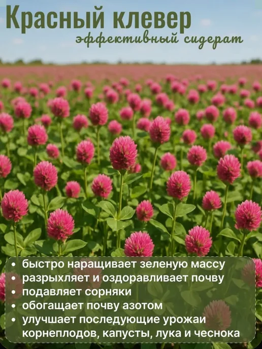 Росгазон Семена сидерат клевер красный, газонная трава 1 кг, 1 кг, фото 4