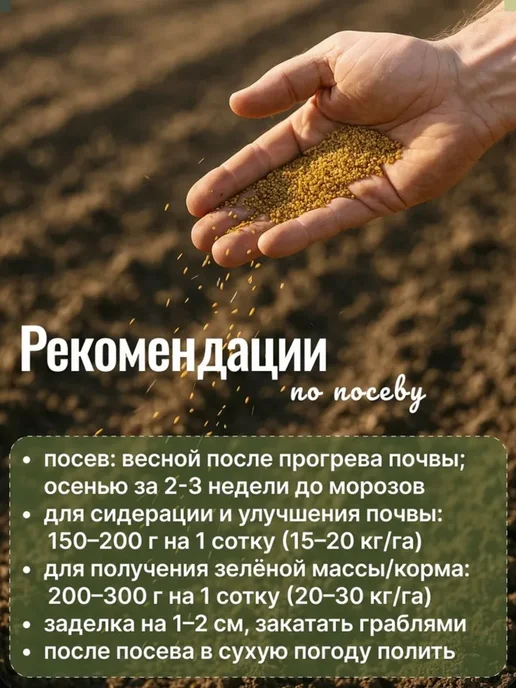 Росгазон Семена сидерат клевер красный, газонная трава 1 кг, 1 кг, фото 6