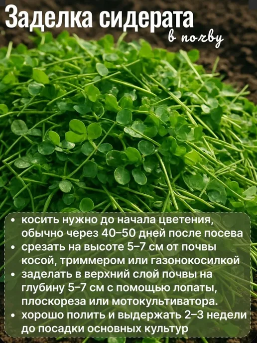 Росгазон Семена сидерат клевер красный, газонная трава 1 кг, 1 кг, фото 7