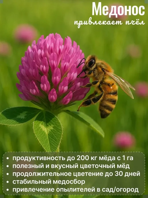 Росгазон Семена сидерат клевер красный, газонная трава 1 кг, красный, фото 4