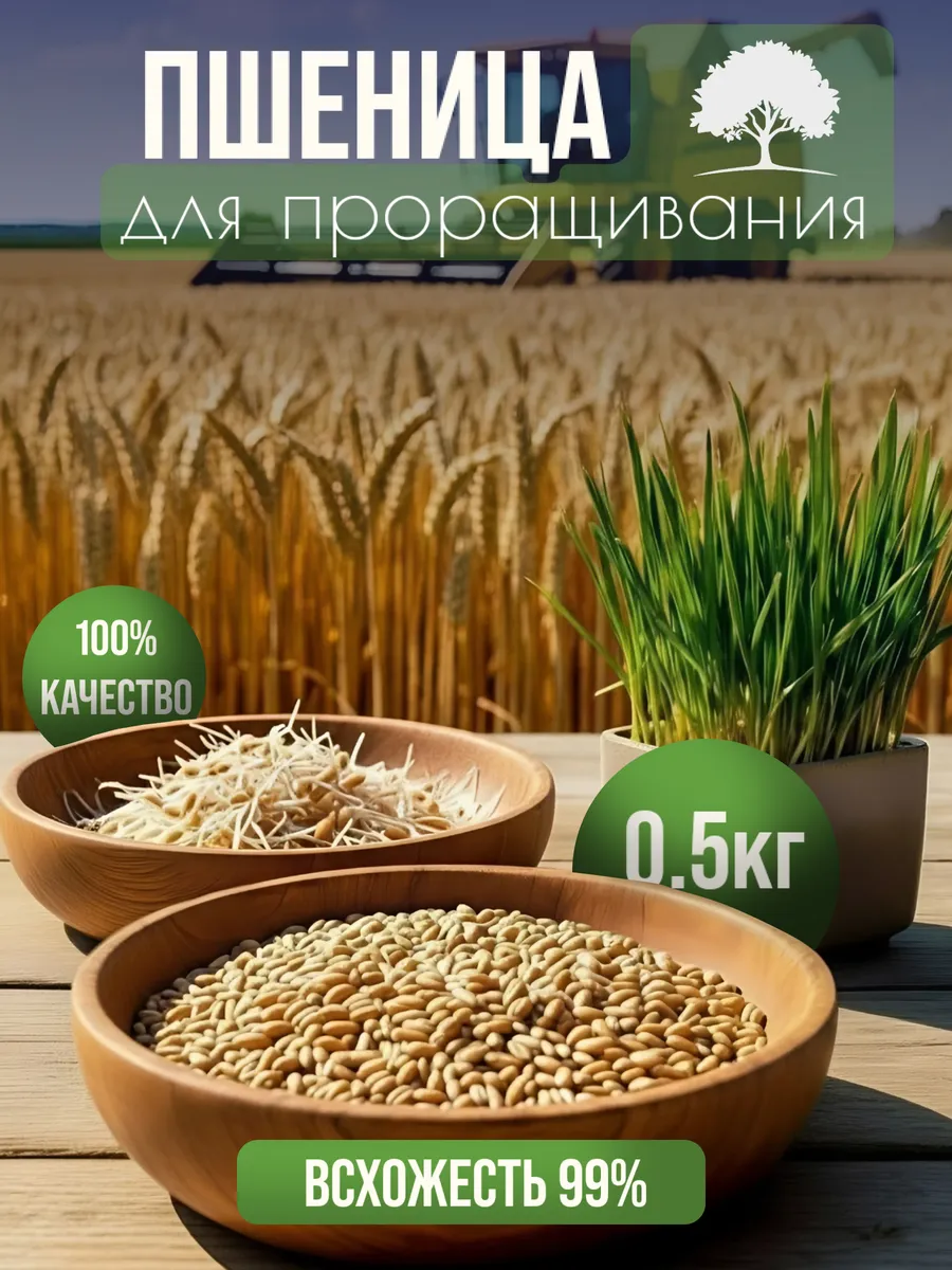 Пшеница для проращивания, витграсс, микрозелень 0.5 кг