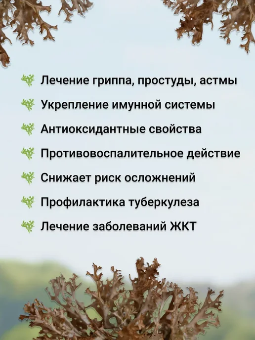 Русские корни Исландский мох цетрария, травяной сбор, 2 уп по 25 г, 25 г, фото 2