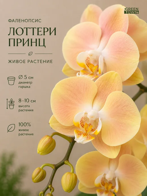 GREEN TOWN Орхидея Фаленопсис Лоттери Принц (детка) живое растение, зеленый
